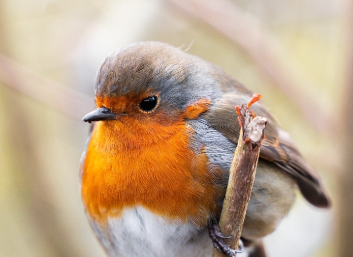 Robin on a branch